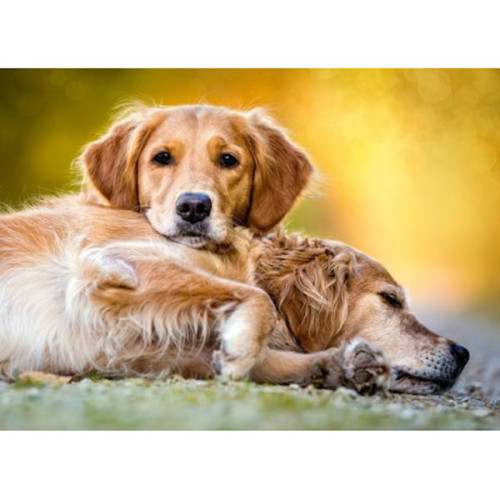 Friendship Forever (260Pcs)