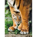 Bengalisches Tigerjunges (500St)