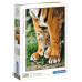 Bengalisches Tigerjunges (500St)