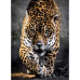 Gang des Jaguars (1000St)