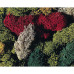 Lichens, 80 g Lichens, 80 g