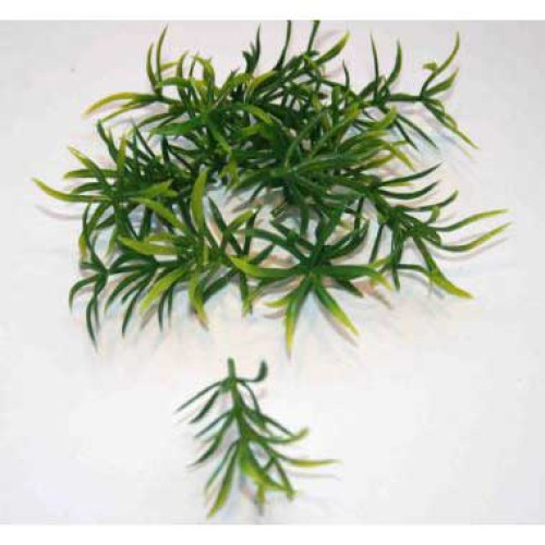 Nam grass