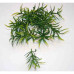 Nam grass