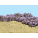 Heather Bushes
