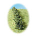 Hedge N - 150mm x6 Hedge N - 150mm x6