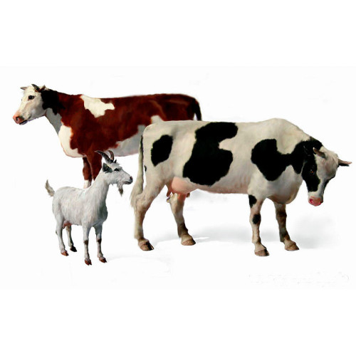 Domestic animals (1/35) Domestic animals (1/35)