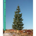 Green Spruce, Size 0 - Sommer Green Spruce, Size 0 - Sommer