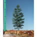 Nordic Fir, Size 0 - Summer Nordic Fir, Size 0 - Summer