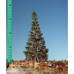 Weathered Green Spruce, Size 0 - Summer