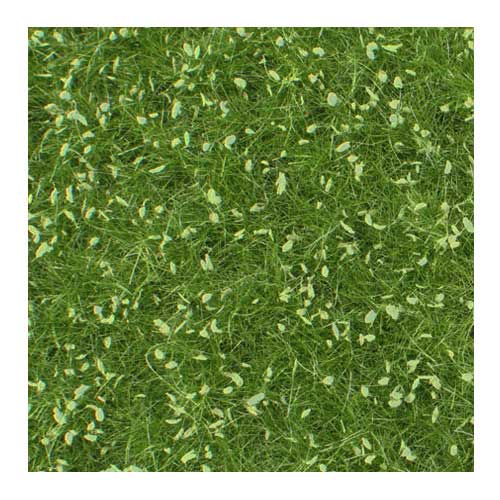 Pasture with weeds - Summer Pasture with weeds - Summer