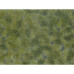 Foliage de couverture végétale, vert moyen Foliage de couverture végétale, vert moyen