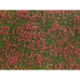 Bodendecker-Foliage, Wiese, rot Bodendecker-Foliage, Wiese, rot