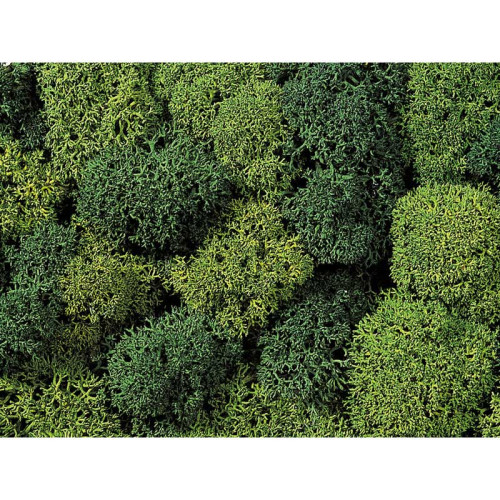 Mousse, vert clair et foncé, assorti, 35g Mousse, vert clair et foncé, assorti, 35g