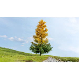 Larch, autumnal, 1 Piece, 19 cm high (H0) (TT) (N) (Z) (1) (G)