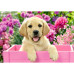 Amis tout doux (2x24Pcs)