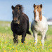 Adorables poneys (3x49Pcs) Adorables poneys (3x49Pcs)