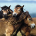 Adorables poneys (3x49Pcs) Adorables poneys (3x49Pcs)