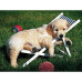 Golden Retriever (500Pcs)