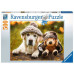 Hond met muts (500St)