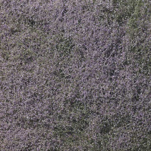 Flowering Foliage Purple