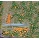 Pumpkin field (H0)