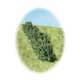 Hedge Small - 150mm x6